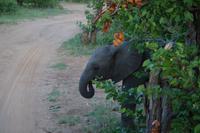 Südafrika - Timbavati Wildreservat