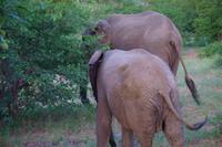 Südafrika - Timbavati Wildreservat