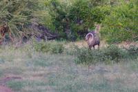 Südafrika - Timbavati Wildreservat