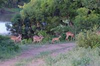 Südafrika - Timbavati Wildreservat