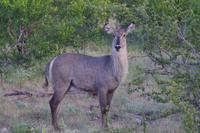 Südafrika - Timbavati Wildreservat