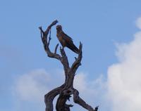 Südafrika - Timbavati Wildreservat