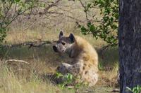 Südafrika - Timbavati Wildreservat