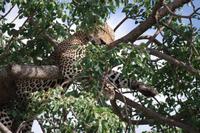 Südafrika - Timbavati Wildreservat