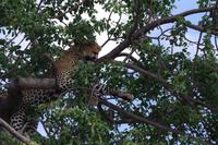 Südafrika - Timbavati Wildreservat