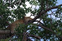 Südafrika - Timbavati Wildreservat