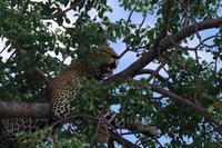 Südafrika - Timbavati Wildreservat