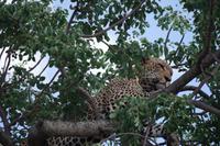 Südafrika - Timbavati Wildreservat