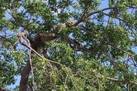 Südafrika - Timbavati Wildreservat