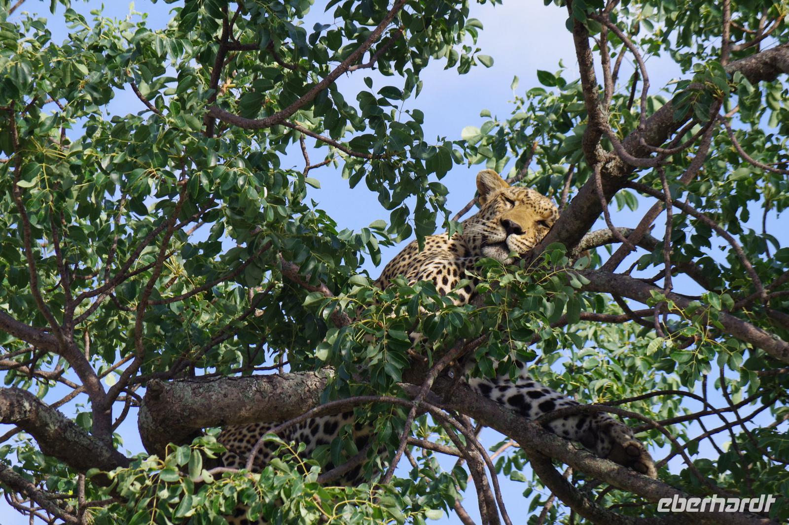 Südafrika - Timbavati Wildreservat