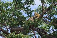 Südafrika - Timbavati Wildreservat