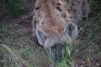 Südafrika - Timbavati Wildreservat