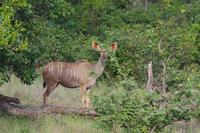 Südafrika - Timbavati Wildreservat