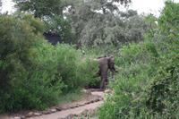Südafrika - Simbavati River Lodge