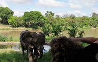 Südafrika - Simbavati River Lodge