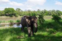 Südafrika - Simbavati River Lodge