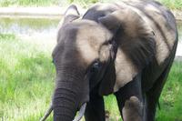 Südafrika - Simbavati River Lodge