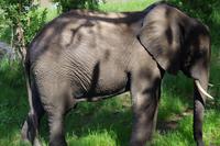 Südafrika - Simbavati River Lodge