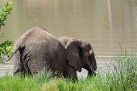 Südafrika - Simbavati River Lodge