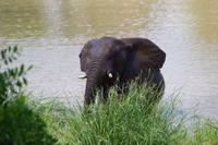 Südafrika - Simbavati River Lodge