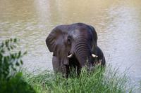 Südafrika - Simbavati River Lodge