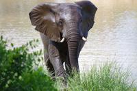 Südafrika - Simbavati River Lodge