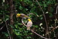 Südafrika - Simbavati River Lodge