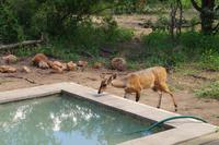 Südafrika - Simbavati River Lodge