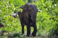 Südafrika - Simbavati River Lodge
