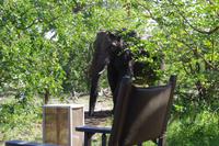 Südafrika - Simbavati River Lodge