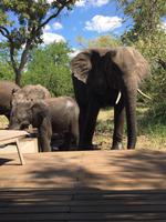 Südafrika - Simbavati River Lodge