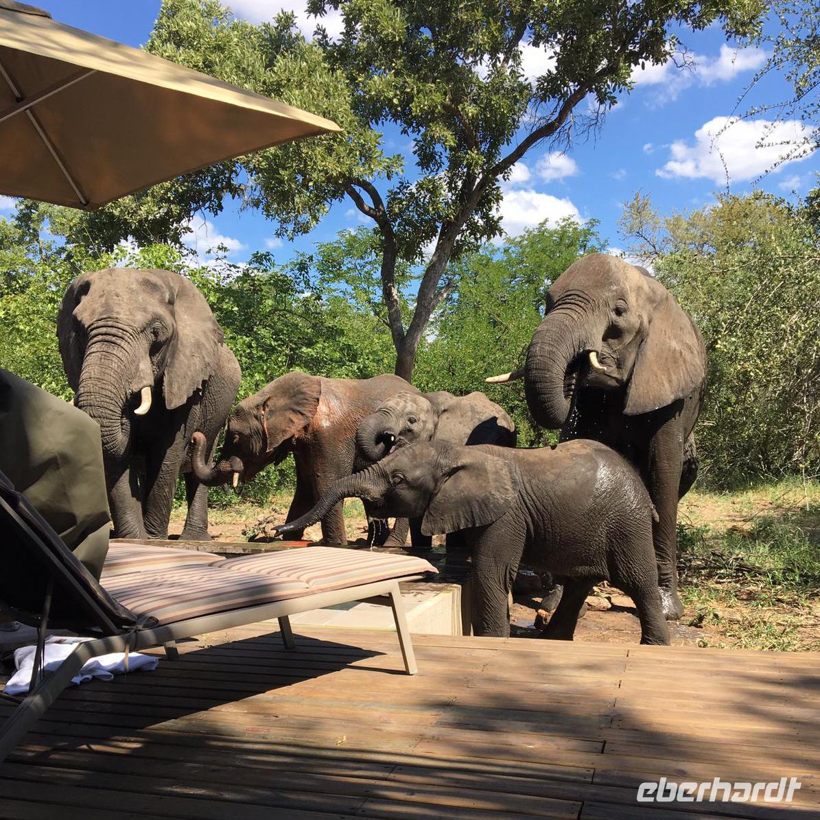 Südafrika - Simbavati River Lodge