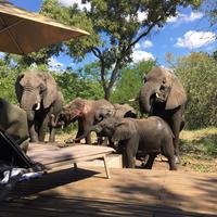 Südafrika - Simbavati River Lodge