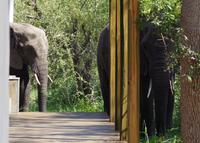 Südafrika - Simbavati River Lodge