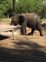 Südafrika - Simbavati River Lodge