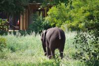Südafrika - Simbavati River Lodge