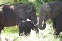 Südafrika - Simbavati River Lodge