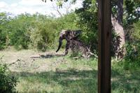 Südafrika - Simbavati River Lodge