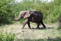 Südafrika - Simbavati River Lodge