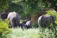 Südafrika - Simbavati River Lodge