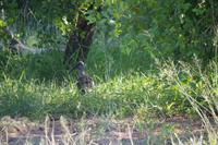 Südafrika - Timbavati Wildreservat