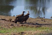 Südafrika - Timbavati Wildreservat