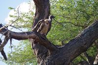 Südafrika - Timbavati Wildreservat