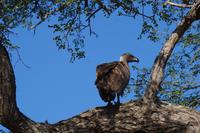 Südafrika - Timbavati Wildreservat