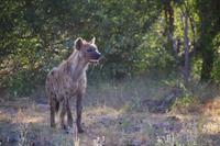 Südafrika - Timbavati Wildreservat