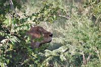 Südafrika - Timbavati Wildreservat