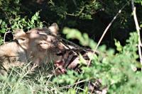 Südafrika - Timbavati Wildreservat