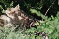 Südafrika - Timbavati Wildreservat