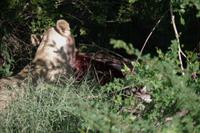 Südafrika - Timbavati Wildreservat