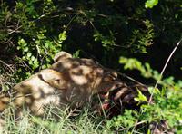 Südafrika - Timbavati Wildreservat